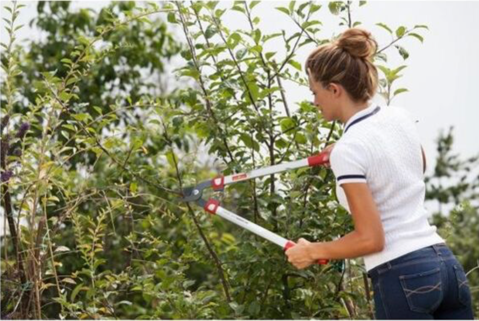 TIJERA DE PODA OS630